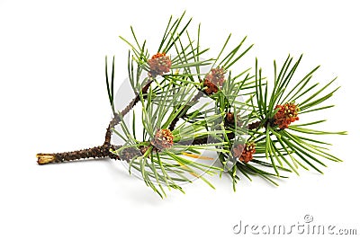 Pine branch Stock Photo