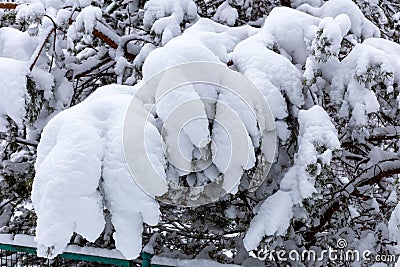 A pine branch under a thick layer of snow Stock Photo