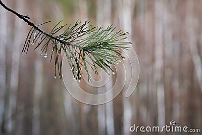 Pine branch with water drops on needles, spruce after rain Stock Photo