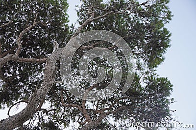 Pine branches against the sky Stock Photo