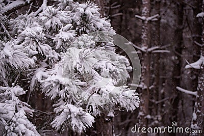 Genus of plants from the pinaceae family in a heavy winter Stock Photo
