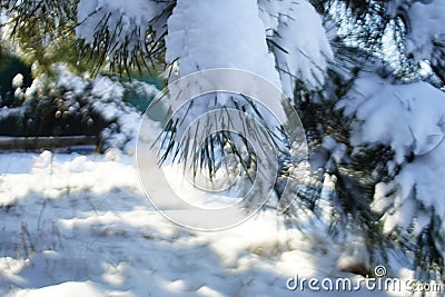 Pine branches covered with snow in sunny forest. Blurred Stock Photo