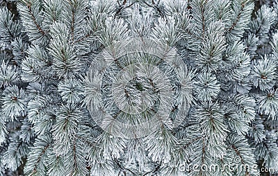 Pine branches with hoarfrost Stock Photo