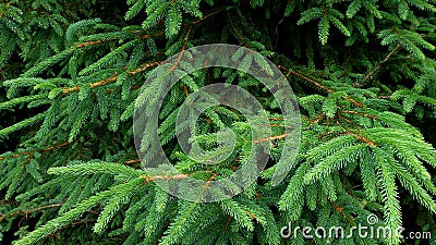 Green Pine Branches in the wood. Stock Photo