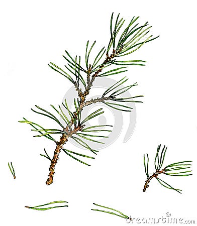 Pine branches and needles Cartoon Illustration