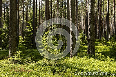 Pine wood landscape in a beautiful summer morning Stock Photo
