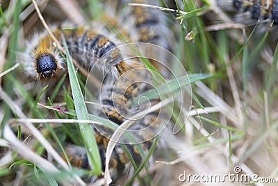 Pine caterpillar, processionary caterpillar, emerging from the ground among the grasses Stock Photo