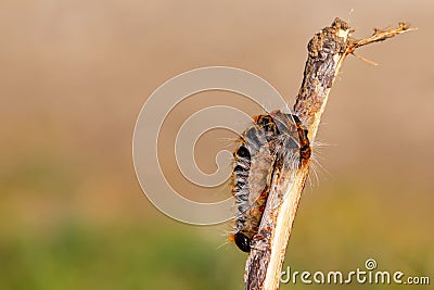 Pine caterpillar on a tree branch. Invertebrate insect macro photo. Stock Photo