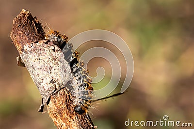Pine caterpillar on a tree branch. Invertebrate insect macro photo. Stock Photo