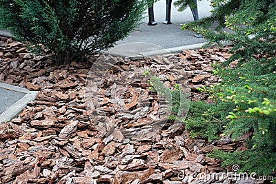 Pine chips to decorate flower beds in a city park. Stock Photo