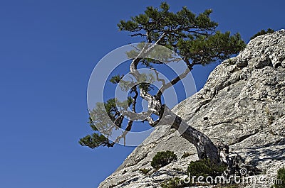 Pine on a cliff. Stock Photo