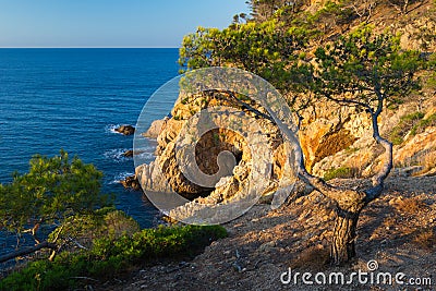 Pine on a cliff. Costa Brava. Stock Photo