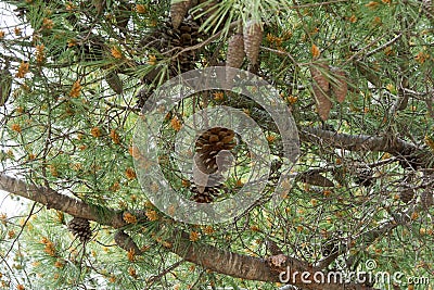 Pine Cone on a Pine Stock Photo