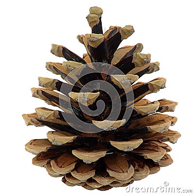 Pine cone Stock Photo