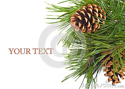 Pine cone Stock Photo