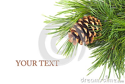 Pine cone Stock Photo