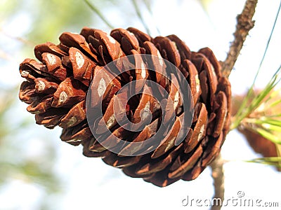 Pine Cone Stock Photo