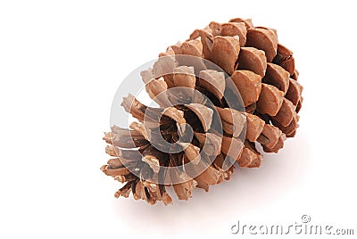 Pine cone Stock Photo