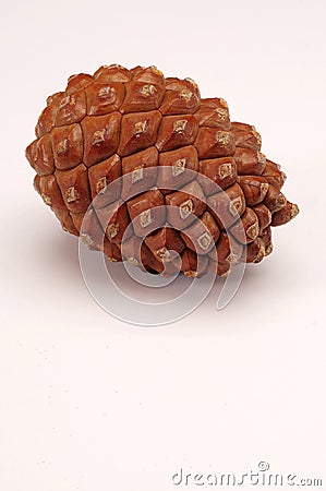 Pine cone Stock Photo