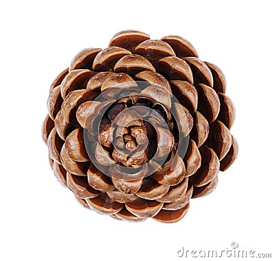 Pine cone from above on white background Stock Photo