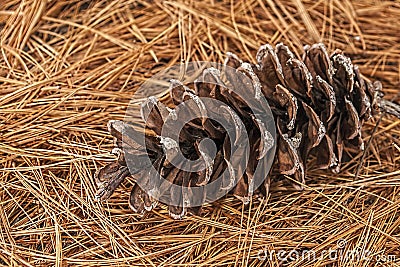 Pine-cone on a bed of needles Stock Photo