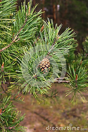 Pine cone on a branch Stock Photo