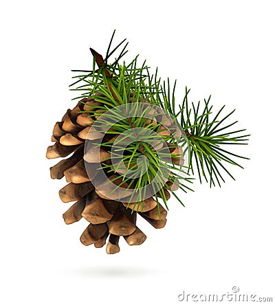 Pine cone with branch Vector Illustration