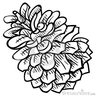 Pine cone - design element in pencil drawing style Vector Illustration