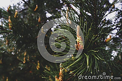 Pine cone with drops on needles from the rain Stock Photo