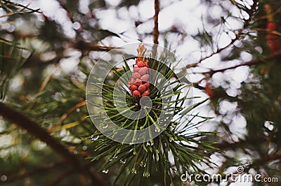 Pine cone with drops on needles from the rain Stock Photo