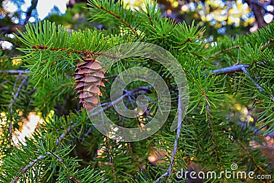 Pine cone on the evergreen pine tree branch, group on Fir, conifer, spruce close up in Utah, blurred background on a hike in the R Stock Photo