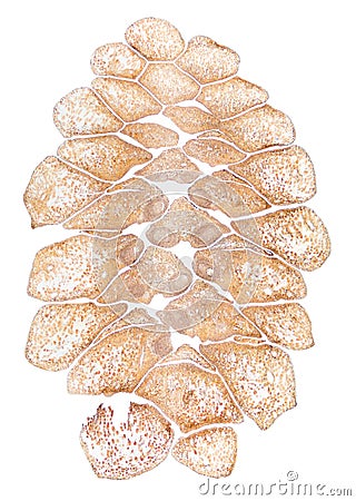 Pine cone, female strobilus, longitudinal section, 8X light micrograph Stock Photo