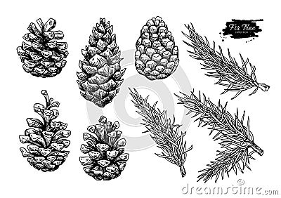 Pine cone and fir tree set. Botanical hand drawn vector Vector Illustration