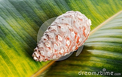 Pine cone on green ficus leaf background. Macro focus close up Stock Photo