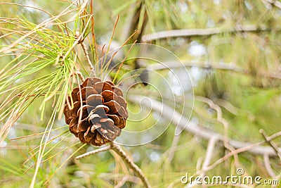 The pine cone on an indistinct background from branches Stock Photo