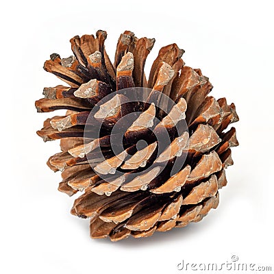 Pine Cone Isolated On White Stock Photo