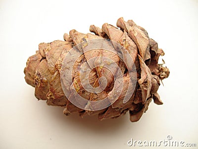 What is inside a pine cone?