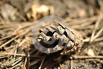 Pine cone lies on the ground on pine needles closeup Stock Photo