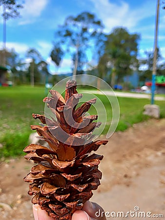 Pine cone they are little treasures drop from the tree and wait like a new friends tobe found Stock Photo