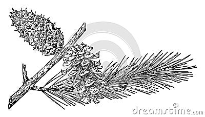 Pine Cone of Lodgepole Pine vintage illustration Vector Illustration