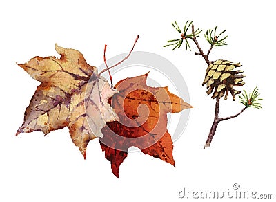 Pine Cone and Maple Leaves Set Watercolor Illustration Hand Drawn Cartoon Illustration