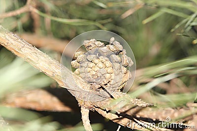 Pine cone pine on the Christmas tree Stock Photo