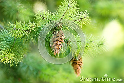 Pine cone ( pinecone ) on a Christmas tree Stock Photo
