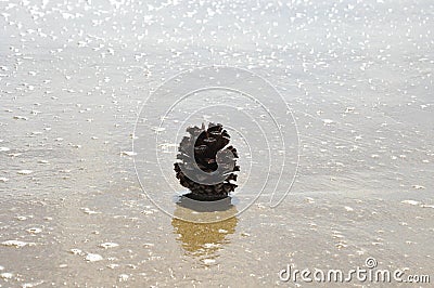 Pine cone on the sandy beach near the water.Concept of relaxation, meditation, naturalness, ecological, religiosity Stock Photo