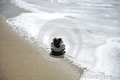 Pine cone on the sandy beach near the water.Concept of relaxation, meditation, naturalness, ecological, religiosity Stock Photo