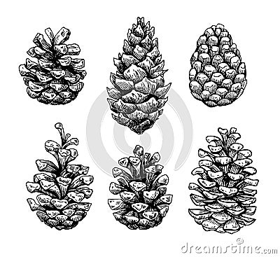 Pine cone set. Botanical hand drawn vector illustration. Isolate Vector Illustration