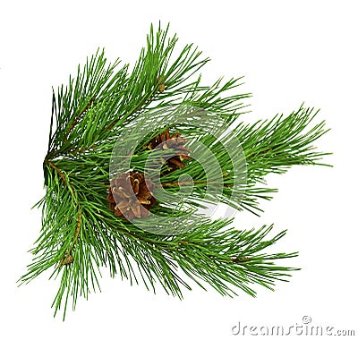 Nature Symbol of Christmas and New Year isolated on white background. Green pine, conifer tree. Pine branches with cones. Isolate Stock Photo