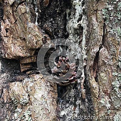 Pine cone on the tree bark. Stock Photo