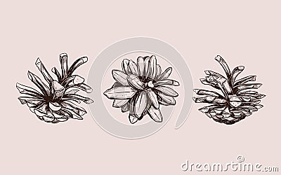 Pine cone . Vector hand drawn illustration. Isolated objects. Christmas cones set in sketch style Vector Illustration