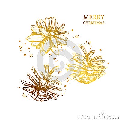 Pine cone . Vector hand drawn illustration. Isolated objects. Christmas cones set in sketch style Vector Illustration